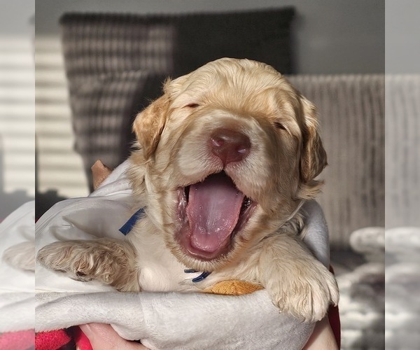 Medium Photo #8  Breeder Profile in MASSANUTTEN, VA, USA