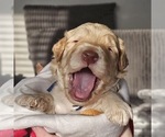 Small #7 Breeder Profile image