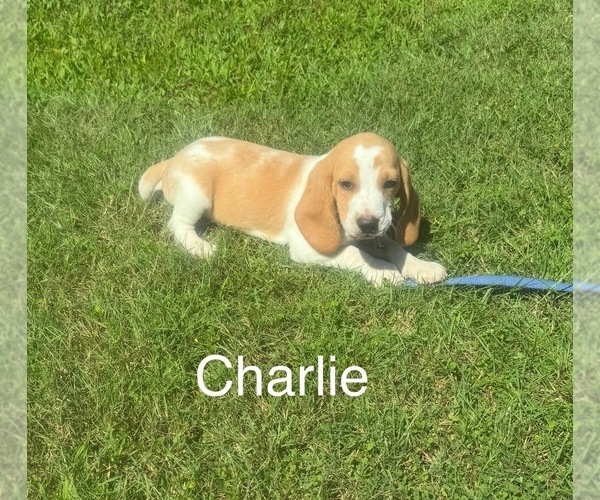 Medium Photo #5  Breeder Profile in WOODBRIDGE, VA, USA