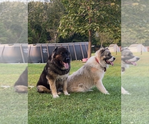 Medium Photo #25  Breeder Profile in TWINING, MI, USA