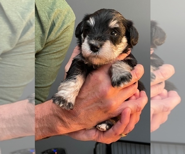Medium Photo #1  Breeder Profile in INDIANAPOLIS, IN, USA
