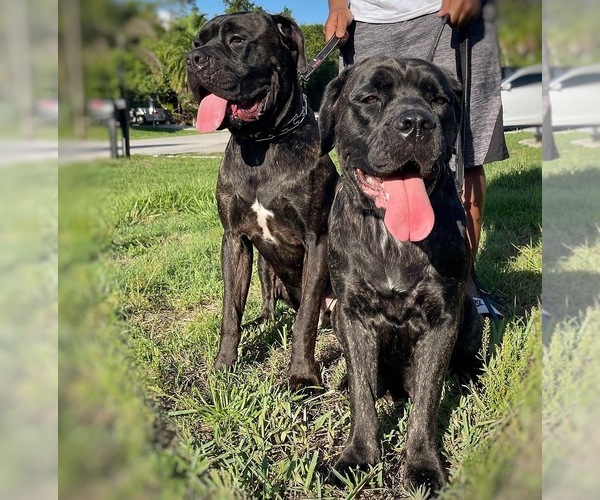 Medium Photo #1  Breeder Profile in PUNTA GORDA, FL, USA