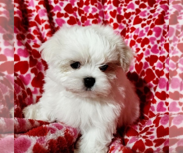 Medium Photo #3  Breeder Profile in BRANDON, MS, USA