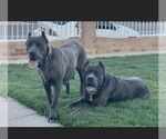 Small #2 Breeder Profile image