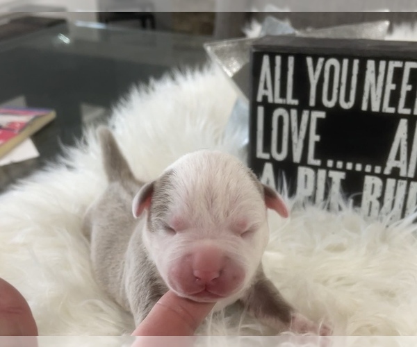 Medium Photo #1  Breeder Profile in TONAWANDA, NY, USA