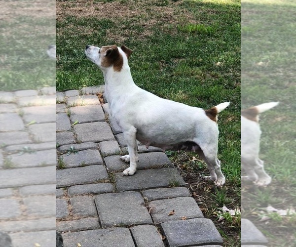 Medium Photo #6  Breeder Profile in MABLETON, GA, USA
