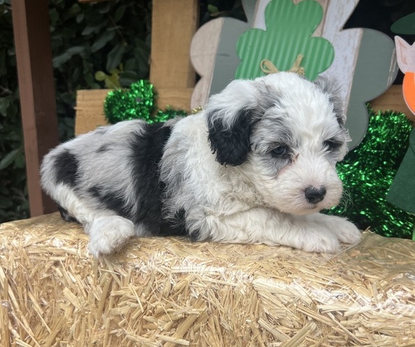 Medium Photo #3  Breeder Profile in HUNTINGTON BEACH, CA, USA