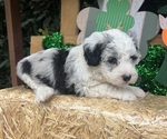 Small #2 Breeder Profile image