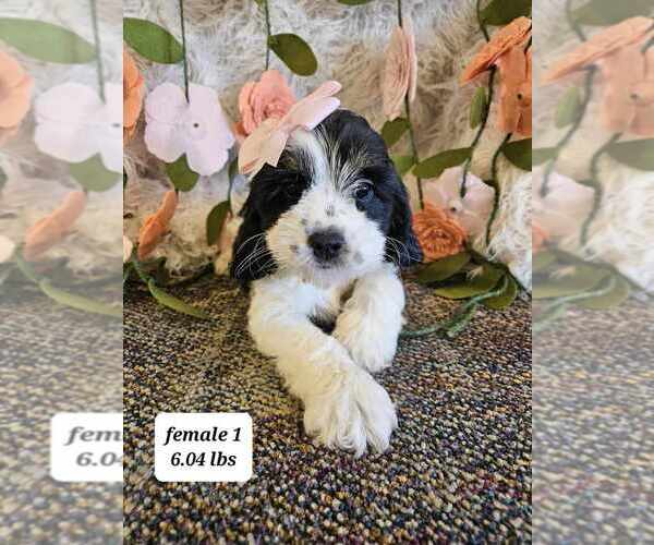 Medium Photo #9  Breeder Profile in SIOUX CENTER, IA, USA