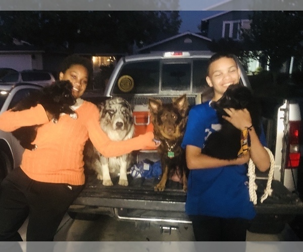 Medium Photo #53  Breeder Profile in SUNNYVALE, CA, USA