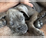 Small breeder photo