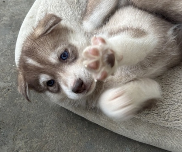 Medium Photo #8  Breeder Profile in WORTHINGTON, KY, USA