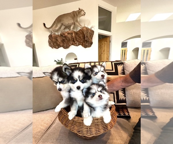 Medium Photo #3  Breeder Profile in CAVE CREEK, AZ, USA