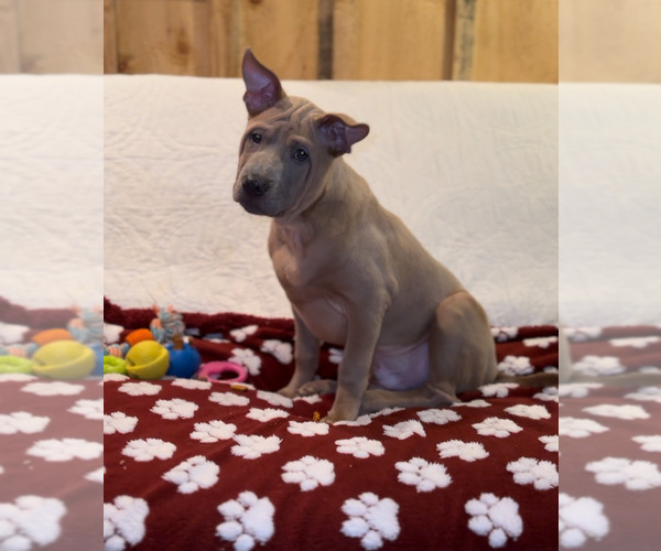 Medium Photo #9  Breeder Profile in POTSDAM, NY, USA
