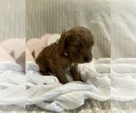 Small #12 Breeder Profile image