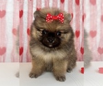 Small #20 Breeder Profile image