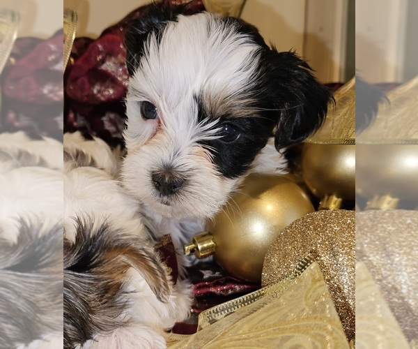 Medium Photo #2  Breeder Profile in DARLINGTON, SC, USA