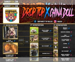 American Bully Dog Breeder near MISSOULA, MT, USA