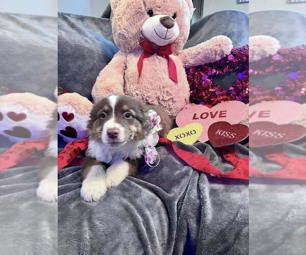 Medium Photo #19  Breeder Profile in HARRISON, OH, USA