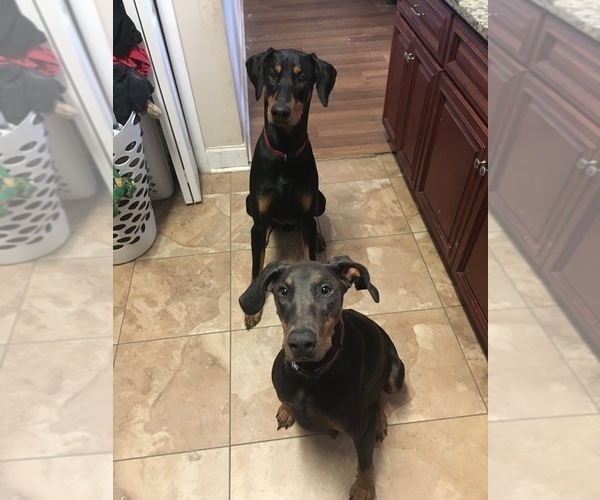 Medium Photo #1  Breeder Profile in BUCKSPORT, SC, USA