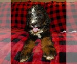 Small #16 Breeder Profile image