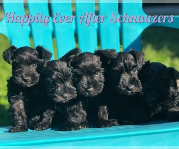 Medium Photo #1  Breeder Profile in FARMINGTON, NC, USA