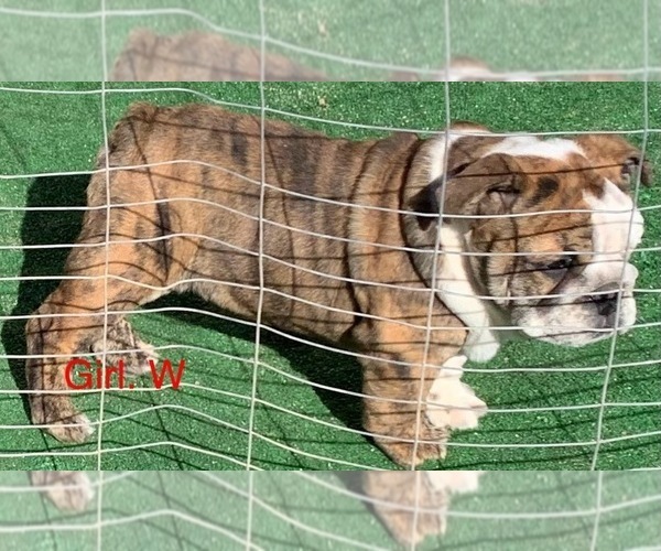 Medium Photo #7  Breeder Profile in VICTORVILLE, CA, USA
