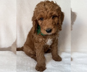 Goldendoodle Dog Breeder near KINGSVILLE, MO, USA
