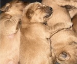 Small #5 Breeder Profile image