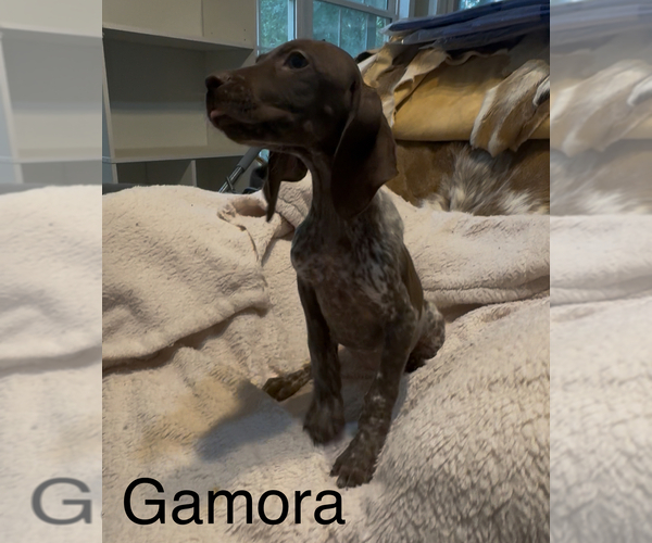 Medium Photo #5  Breeder Profile in SUMTER, SC, USA