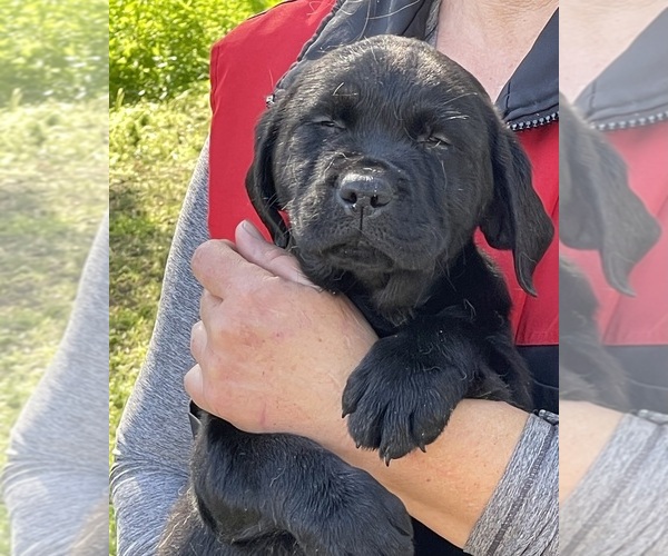 Medium Photo #3  Breeder Profile in PAUMA VALLEY, CA, USA