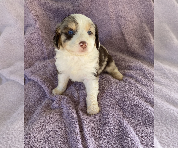Medium Photo #1  Breeder Profile in CENTER, KY, USA