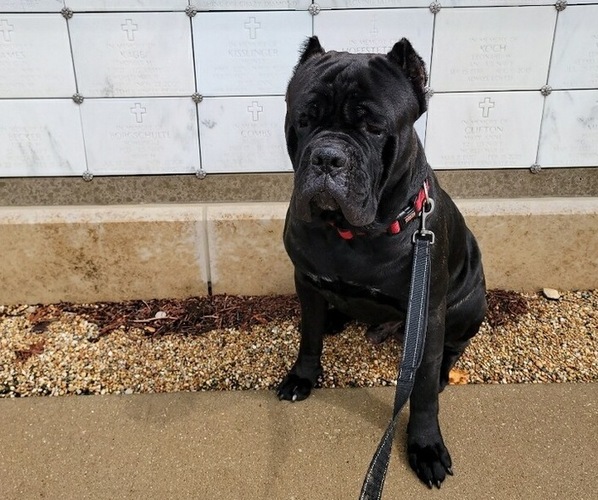 Medium Photo #1  Breeder Profile in SAINT LOUIS, MO, USA