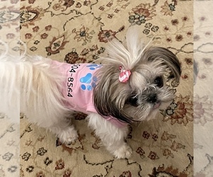 Maltese Dog Breeder near STEWART, MS, USA