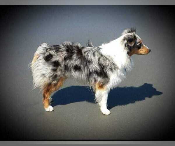 Medium Photo #2  Breeder Profile in GOLD HILL, OR, USA