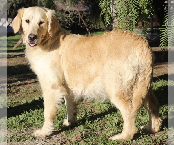 Medium Photo #16  Breeder Profile in HEMET, CA, USA