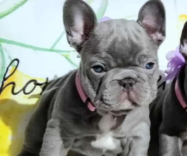 Medium Photo #43  Breeder Profile in LAS VEGAS, NV, USA