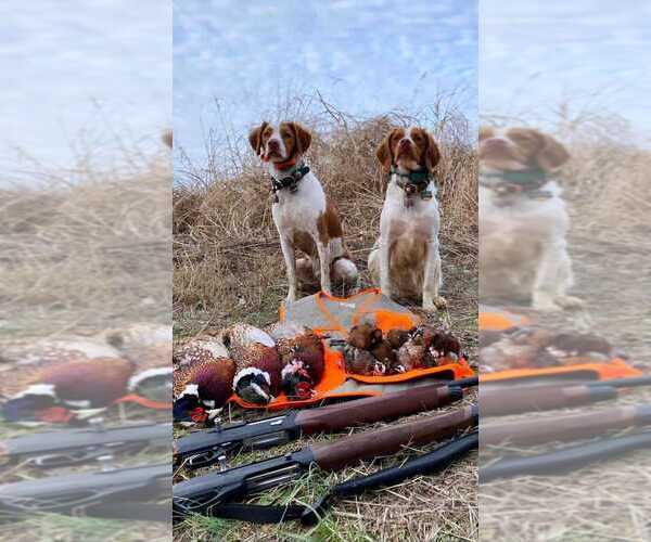 Medium Photo #167  Breeder Profile in HORTENSE, GA, USA