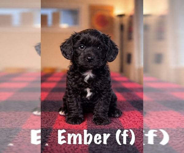 Medium Photo #6  Breeder Profile in VICTORIA, TX, USA