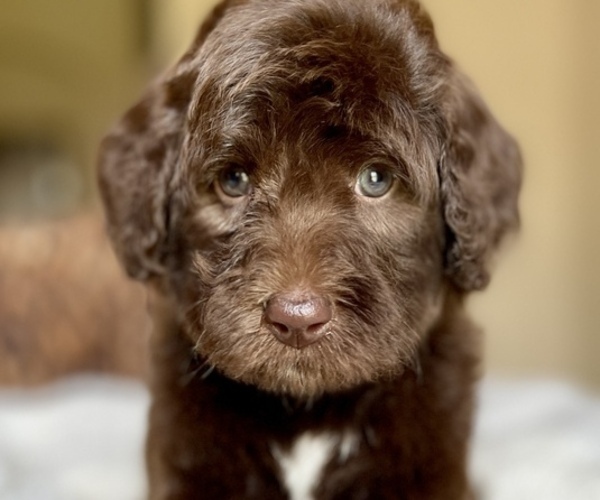 Medium Photo #1  Breeder Profile in BOERNE, TX, USA