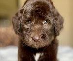 Small breeder photo