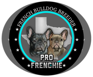French Bulldog Dog Breeder near BOYD, TX, USA