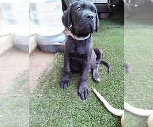 Cane Corso Dog Breeder near DOUGLAS, AZ, USA