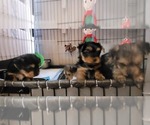 Small #329 Breeder Profile image