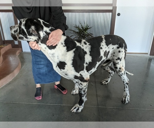 Medium Photo #1  Breeder Profile in GOSHEN, IN, USA
