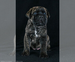 Cane Corso Dog Breeder near HOOPER, CO, USA