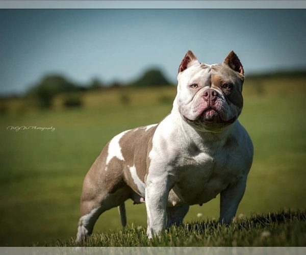 Medium Photo #13  Breeder Profile in PUYALLUP, WA, USA