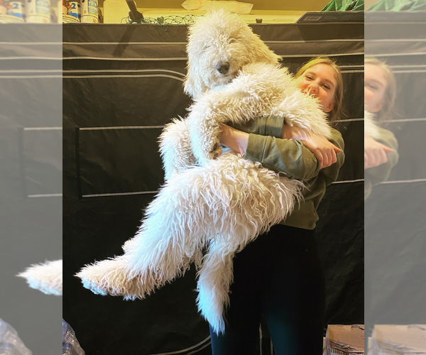 Medium Photo #1  Breeder Profile in GRESHAM, OR, USA
