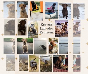 Labrador Retriever Dog Breeder near BIGGS, CA, USA