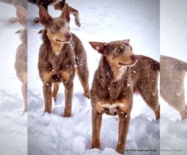 Medium Photo #12  Breeder Profile in CAMAS, WA, USA